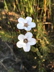 Adenandra brachyphylla