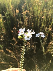 Adenandra brachyphylla