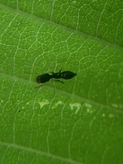 Synemosyna formica