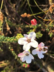Adenandra brachyphylla