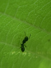 Synemosyna formica