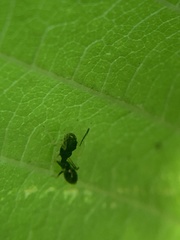 Synemosyna formica