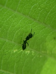 Synemosyna formica