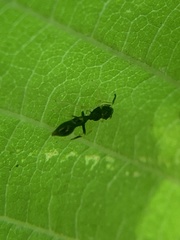 Synemosyna formica