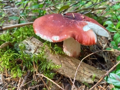 Russula rhodopus
