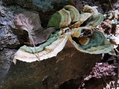 Stereum subtomentosum