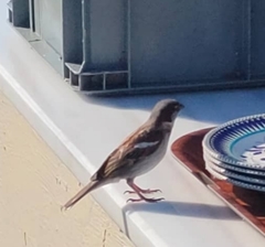 Passer domesticus