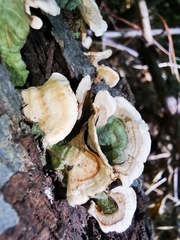 Stereum subtomentosum