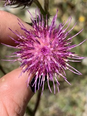 Cirsium edule