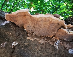 Stereum subtomentosum