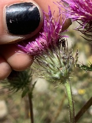 Cirsium edule