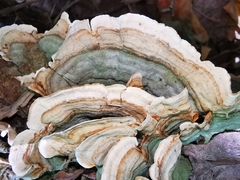 Stereum subtomentosum