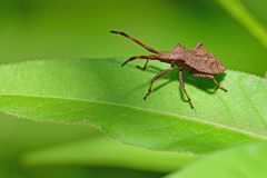 Coreus marginatus
