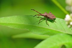Coreus marginatus
