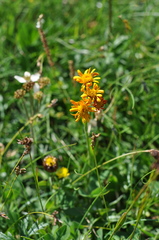 Jacobaea abrotanifolia