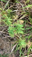 Euphorbia azorica