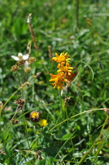 Jacobaea abrotanifolia