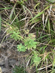 Euphorbia azorica
