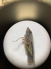 Draeculacephala robinsoni