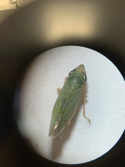 Draeculacephala robinsoni