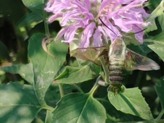 Hemaris diffinis