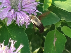 Hemaris diffinis