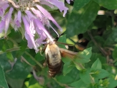 Hemaris diffinis