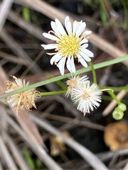 Erigeron vernus