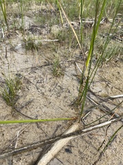Eleocharis rostellata