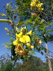 Crotalaria micans