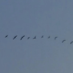 Plegadis falcinellus