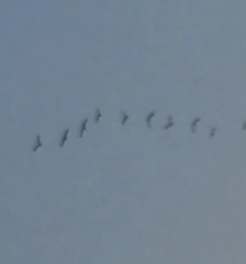 Plegadis falcinellus