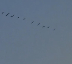 Plegadis falcinellus