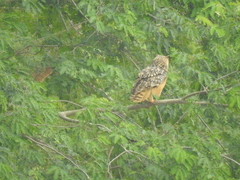 Bubo bengalensis