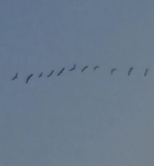 Plegadis falcinellus