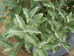 Olearia × macrodonta