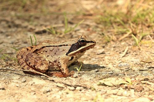Wood Frog, photo 7 of 9