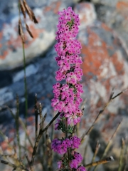 Ephebus