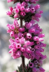 Ephebus
