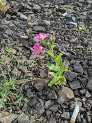 Epilobium hirsutum