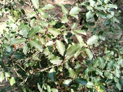 Quercus coccifera coccifera