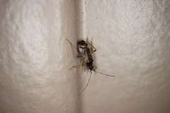 Ozophora salsaverdeae