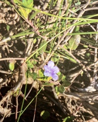 Ruellia pilosa