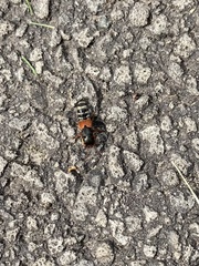 Platydracus stercorarius