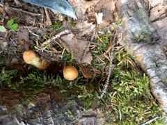 Aureonarius limonius