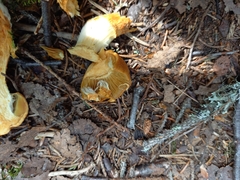 Aureonarius limonius