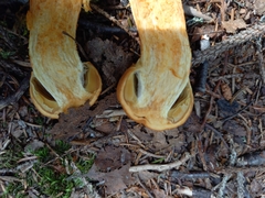 Aureonarius limonius