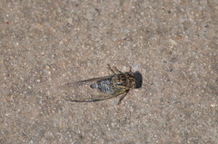 Diceroprocta vitripennis