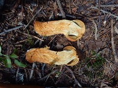 Aureonarius limonius