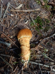 Aureonarius limonius